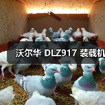 沃尔华 DLZ917 装载机（图4）